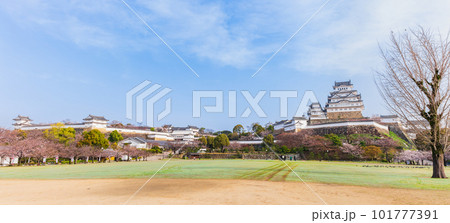 春の姫路城　桜景　ワイド 101777391