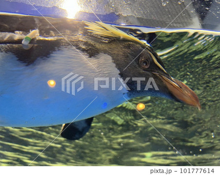 オオサマペンギン オオサマペンギン 101777614