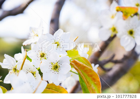 春に咲く梨の花 春に咲く梨の花 101777828