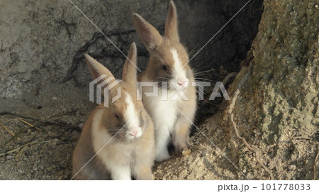 そっくり兄弟 101778033