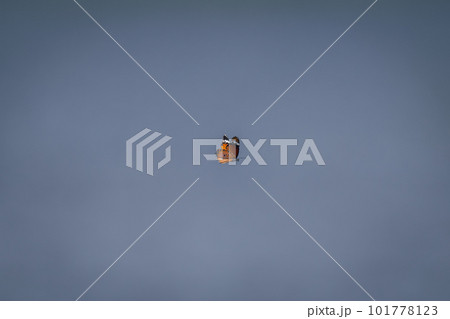 Plain tiger butterfly flies across blue sky Plain tiger butterfly flies across blue sky 101778123