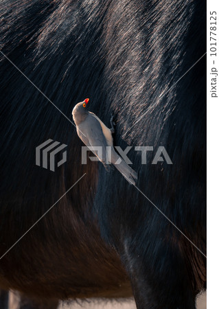 Red-billed oxpecker on leg of Cape buffalo 101778125