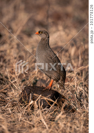 Red-billed spurfowl in profile on elephant dropping 101778126