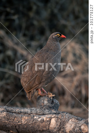 Red-billed spurfowl on dead log in profile 101778127