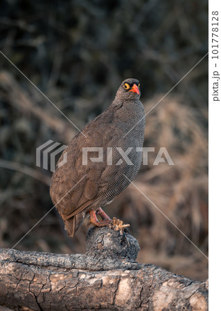 Red-billed spurfowl on log turning to camera 101778128