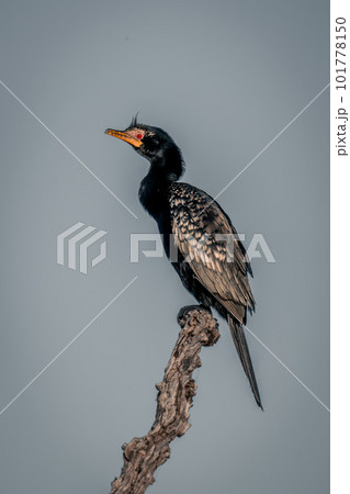 Reed cormorant on tree stump with catchlight 101778150