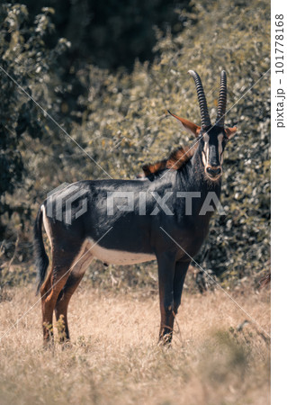 Sable antelope stands in clearing eyeing camera 101778168