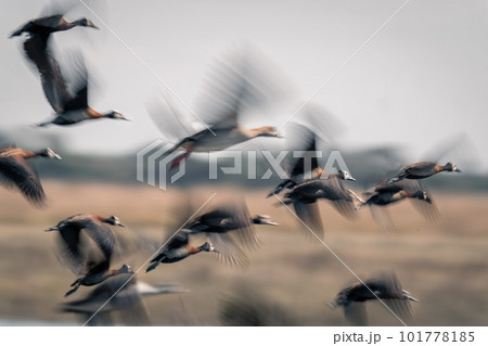 Slow pan of white-faced whistling-ducks taking off 101778185