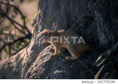 Smith bush squirrel on sunny termite mound 101778190
