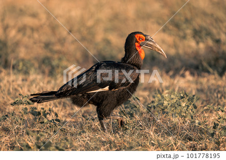 Southern ground hornbill crosses grass lifting foot Southern ground hornbill crosses grass lifting foot 101778195