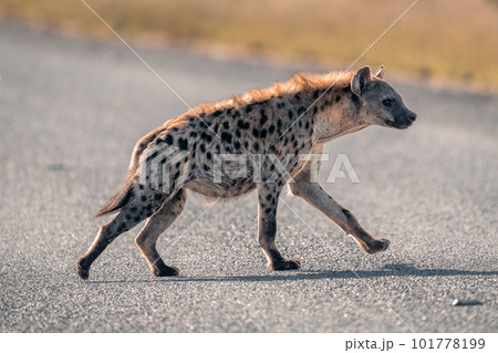 Spotted hyena jogs across road in sunshine 101778199