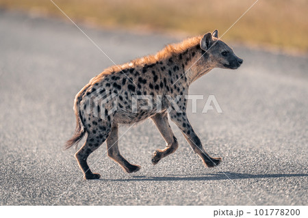 Spotted hyena runs across road in sunshine 101778200