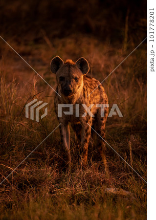 Spotted hyena standing in grass watching camera Spotted hyena standing in grass watching camera 101778201