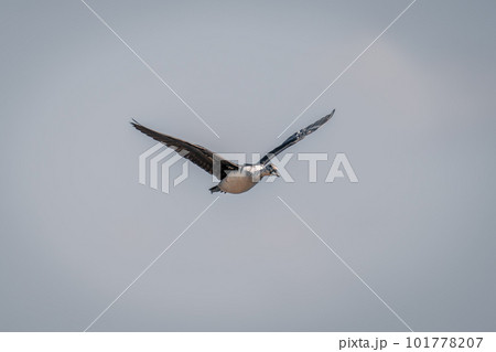 Spur-winged goose flies raising wings in sunshine 101778207