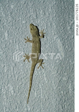 身近にみられる爬虫類 灰色の体色のニホンヤモリ 身近にみられる爬虫類 灰色の体色のニホンヤモリ 101778226