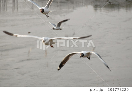 seagull flying to feeding food on sea at Bang poo travel location in Thailand seagull flying to feeding food on sea at Bang poo travel location in Thailand 101778229