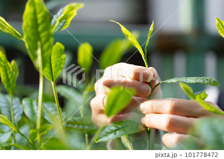 茶 新芽 茶摘み 茶葉 茶 新芽 茶摘み 茶葉 101778472