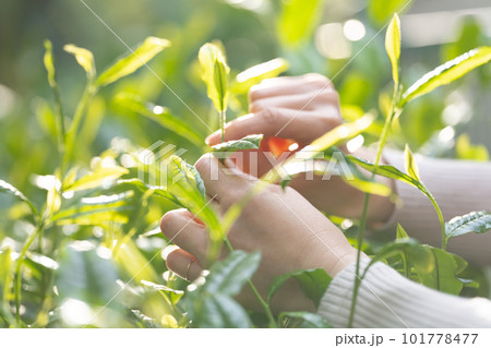 茶 新芽 茶摘み 茶葉 茶 新芽 茶摘み 茶葉 101778477