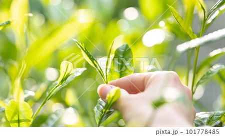 茶 新芽 茶摘み 茶葉 茶 新芽 茶摘み 茶葉 101778485