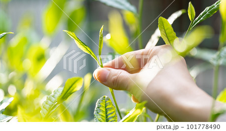 茶　新芽　茶摘み　茶葉 101778490