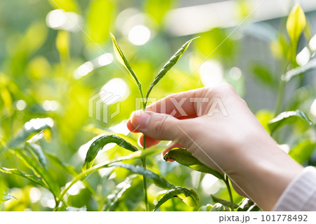 茶　新芽　茶摘み　茶葉 101778492