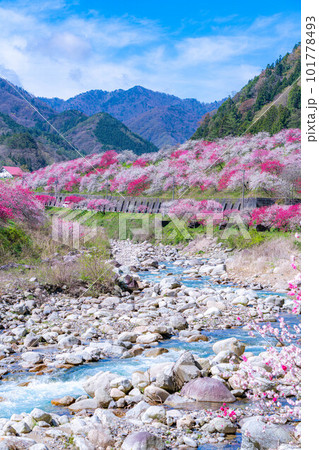 【桃源郷】阿智村の花桃の里【長野県】 101778493