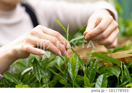 茶 新芽 茶摘み 茶葉 茶 新芽 茶摘み 茶葉 101778503