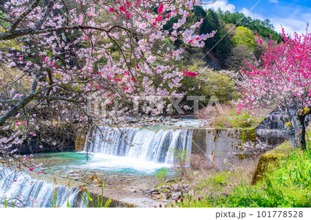 【桃源郷】阿智村の花桃の里【長野県】 101778528