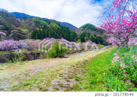 【桃源郷】阿智村の花桃の里【長野県】 【桃源郷】阿智村の花桃の里【長野県】 101778544