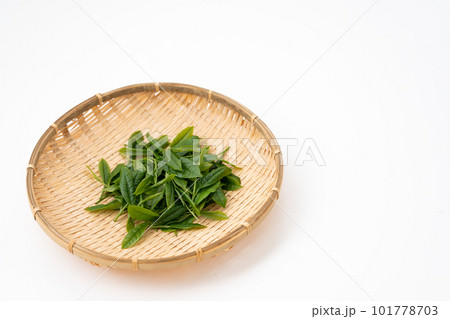 お茶　新芽　葉っぱ 101778703