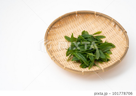 お茶　新芽　葉っぱ 101778706