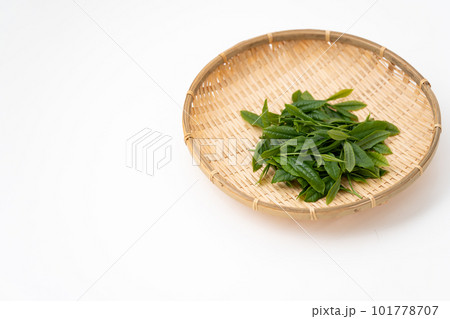 お茶　新芽　葉っぱ 101778707