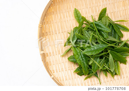 お茶 新芽 葉っぱ お茶 新芽 葉っぱ 101778708