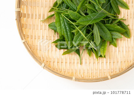 お茶　新芽　葉っぱ 101778711