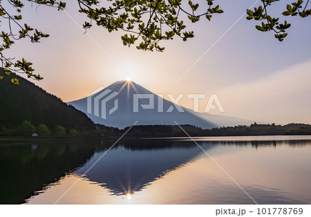 (静岡県)田貫湖 ダイヤモンド富士 (静岡県)田貫湖 ダイヤモンド富士 101778769