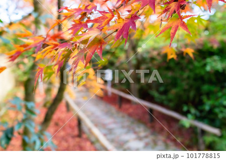 京都市北山の光悦寺の紅葉 参道のもみじ 京都市北山の光悦寺の紅葉 参道のもみじ 101778815