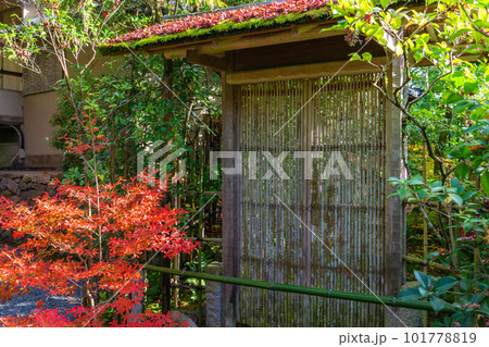 京都市北山の光悦寺の紅葉　ドウダンツツジと門扉 101778819