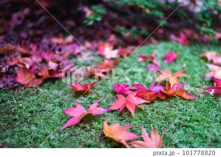 京都市北山の光悦寺の紅葉 もみじの落ち葉 京都市北山の光悦寺の紅葉 もみじの落ち葉 101778820
