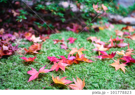 京都市北山の光悦寺の紅葉 もみじの落ち葉 京都市北山の光悦寺の紅葉 もみじの落ち葉 101778823