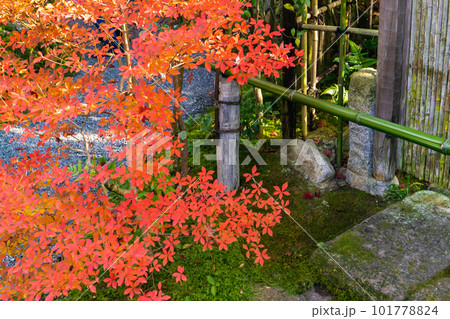 京都市北山の光悦寺の紅葉 ドウダンツツジの紅葉 京都市北山の光悦寺の紅葉 ドウダンツツジの紅葉 101778824