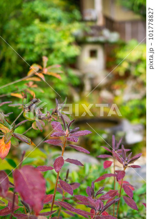 京都市北山の光悦寺の紅葉 本阿弥庵の庭園 京都市北山の光悦寺の紅葉 本阿弥庵の庭園 101778827