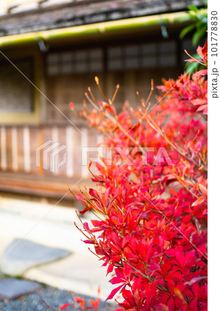 京都市北山の光悦寺の紅葉　本阿弥庵のドウダンツツジ 101778830