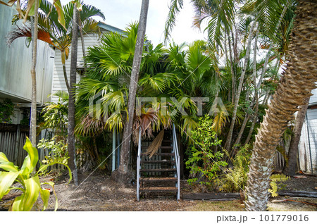 オーストラリアの木で覆われた謎の住居 オーストラリアの木で覆われた謎の住居 101779016