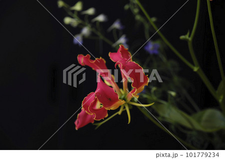 グロリオサの花 101779234