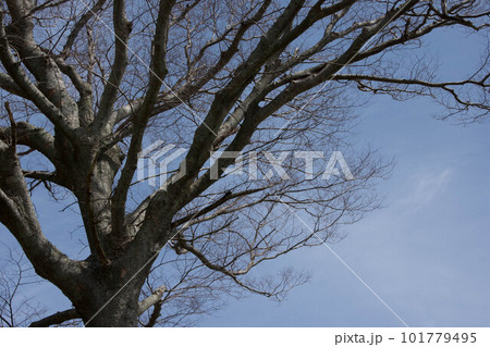 大木 大木 101779495