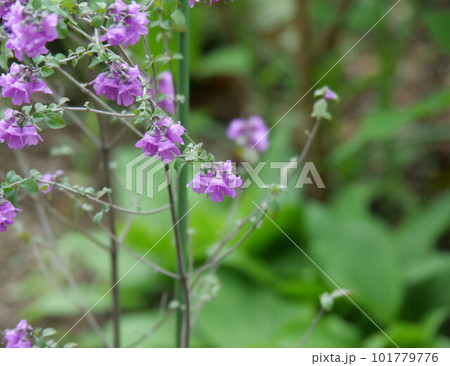 花壇でミントブッシュの花が咲いている 101779776