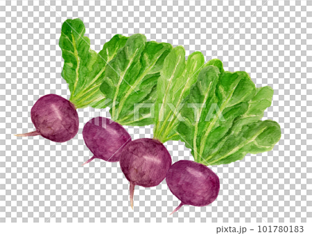 並べた温海かぶの手描き水彩イラストのイラスト素材 [101780183] - PIXTA