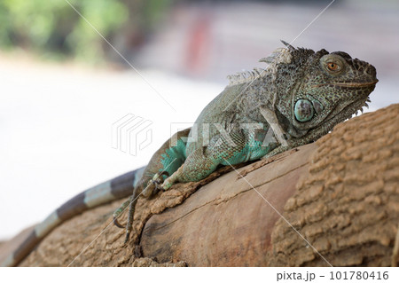 close up Iguana on dry wood close up Iguana on dry wood 101780416