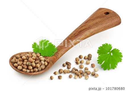Dried coriander seeds in the wooden spoon with fresh green leaf isolated on white background Dried coriander seeds in the wooden spoon with fresh green leaf isolated on white background 101780680