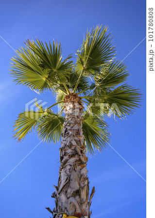 Bottom view of the palm tree crown against the blue sky 101780808
